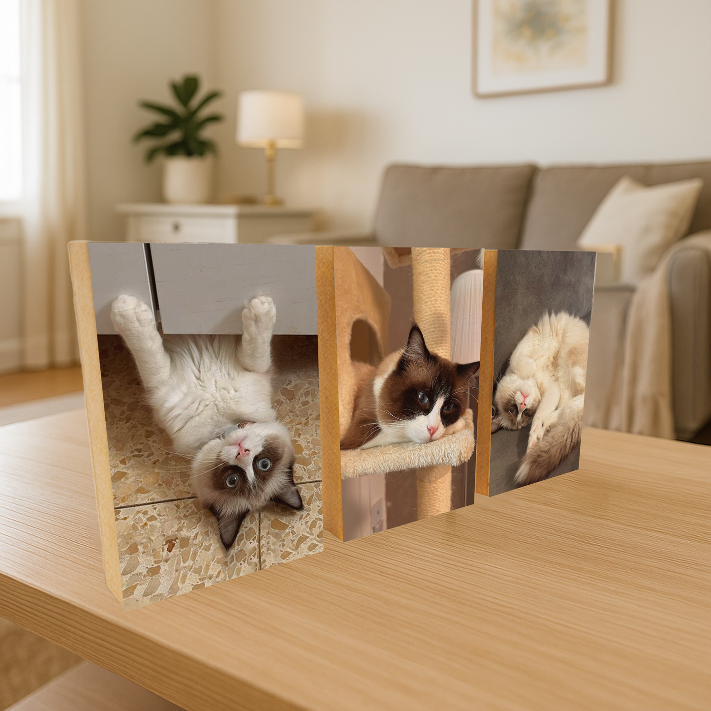 טריפל לחיית מחמד